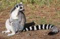 /album/a/lemur-free-wallpaper-jpg1/